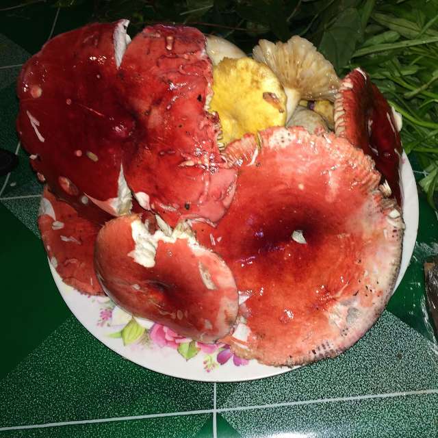 розовые сыроежки