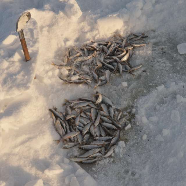 ловля плотвы зимой