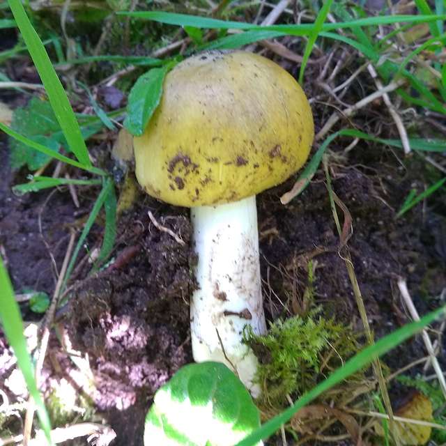 бледная поганка