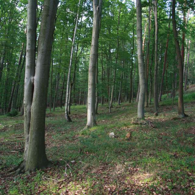 дубрава